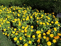 206 Longwood Gardens [2008 August 23]